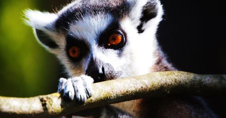 Wrocławskie zoo. Warto się tu wybrać!