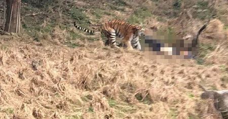 Dramat w zoo. Turysta wszedł do zagrody tygrysów