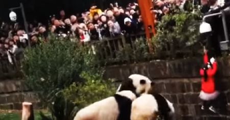 8-latka wpadła do zagrody dla pand w chińskim zoo