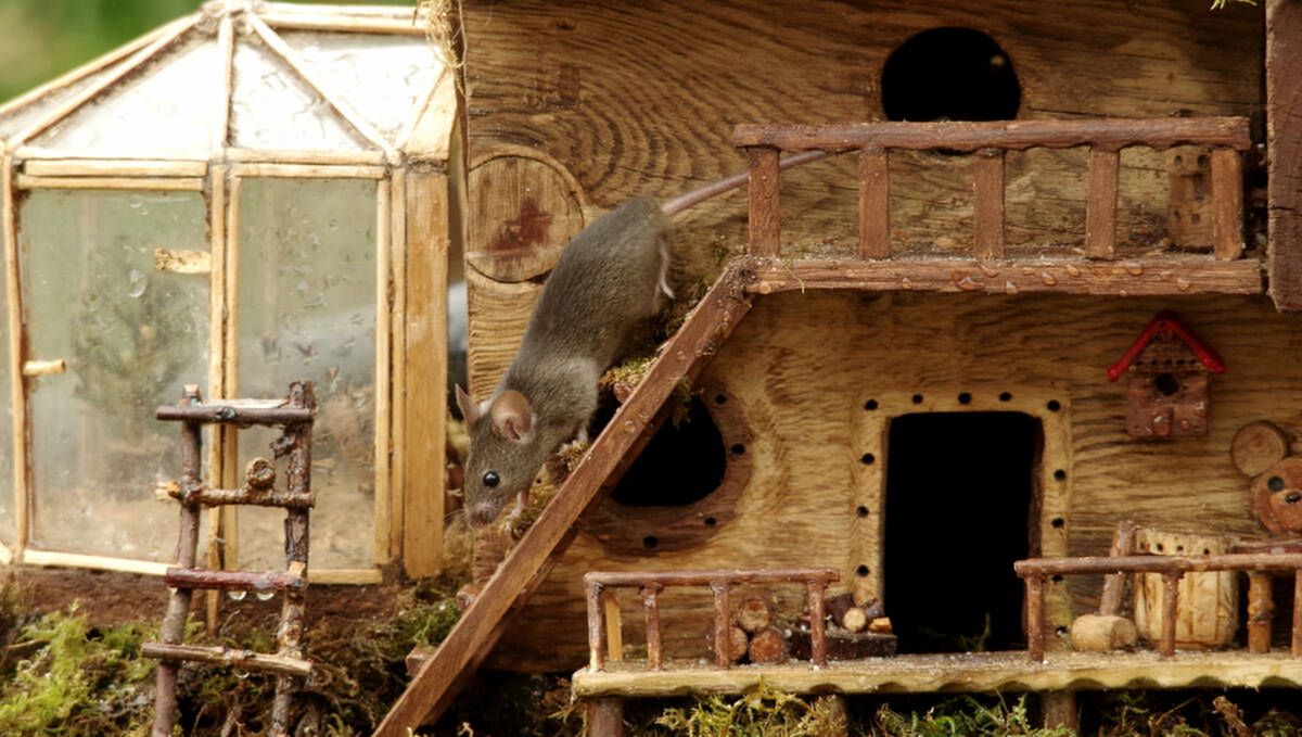 George the Mouse in a log pile house/facebook