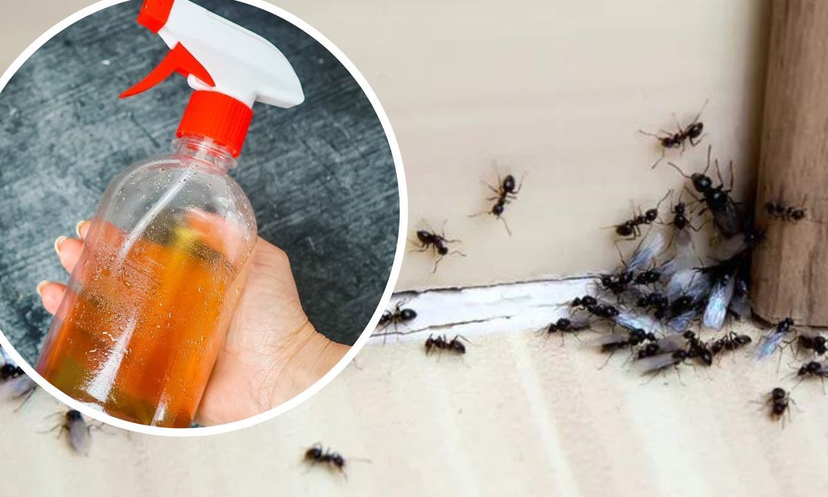 Ten spray odstrasza mrówki w 10 sekund. Boją się go jak ognia