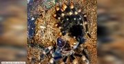 Tarantula zrzuca skórę. Zobacz hipnotyzujący timelapse.