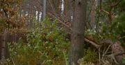 Zniszczone ogrodzenie przy wybiegu lwów, ewakuacja zwiedzających z ogrodu zoologicznego w Poznaniu
