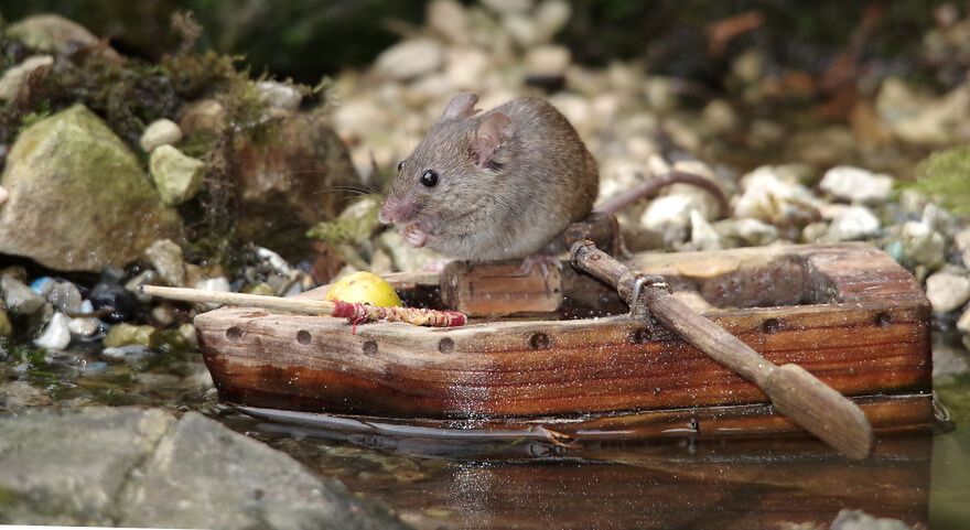 George the Mouse in a log pile house/facebook