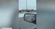 Stado krów biegło po autostradzie w Indianie. Zwierzęta uciekły z pobliskiej farmy