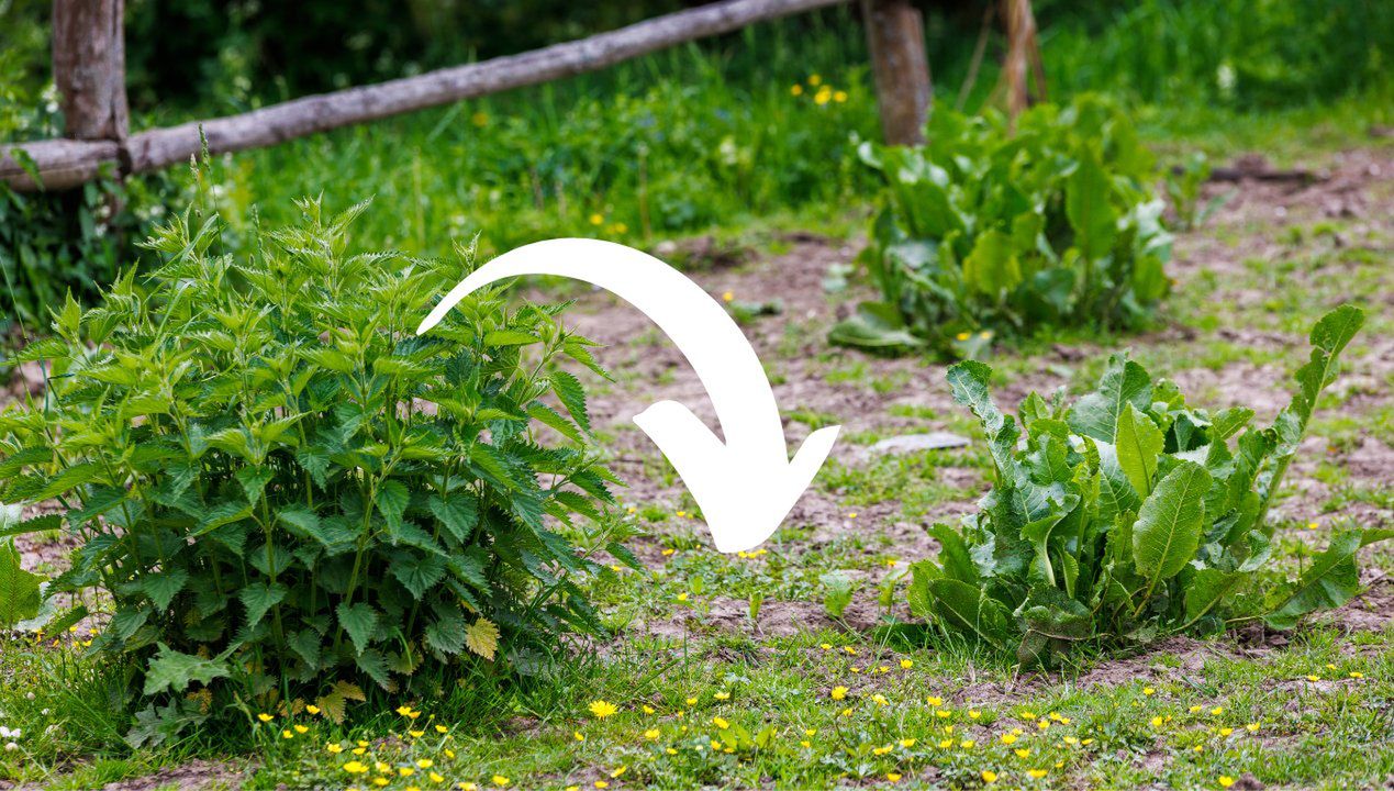 Te chwasty w ogrodzie świadczą o niedoborze azotu i wapnia w glebie