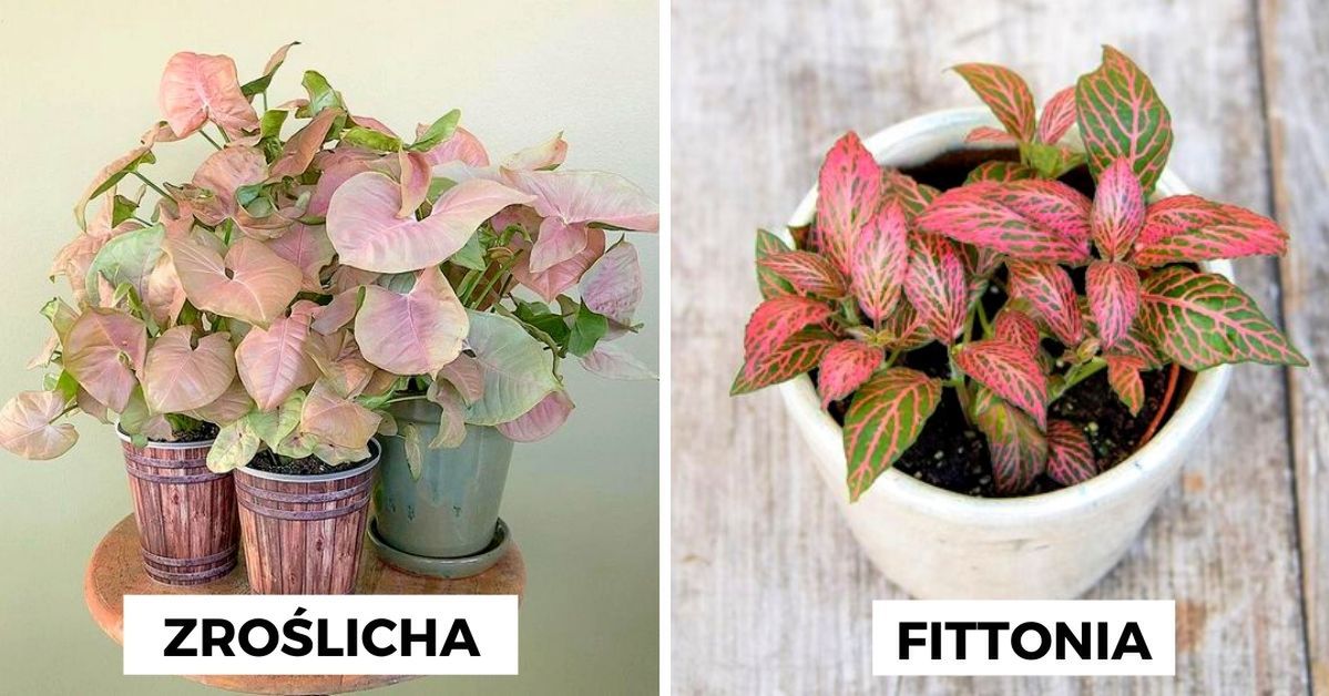 11 roślin doniczkowych, którym natura ufarbowała liście na różowo. To naturalna cukierkowa dekoracja