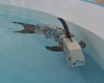 "CyberRyba", czyli polski robot naśladujący rybę