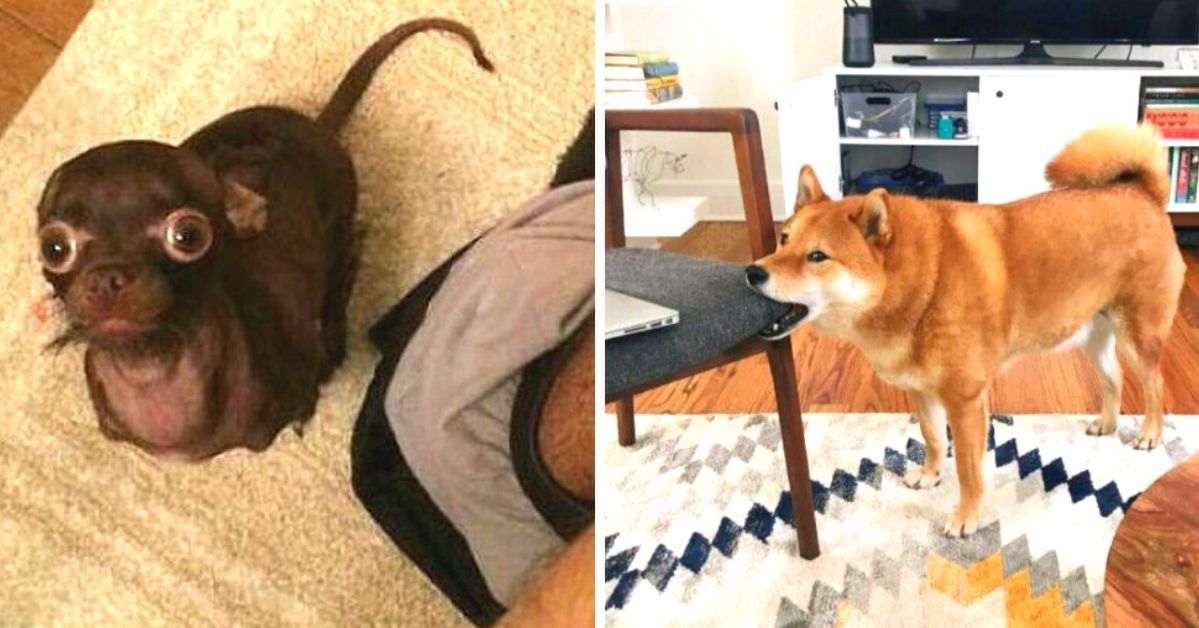 25 Funny Proofs That Dogs Have a Sense of Humor