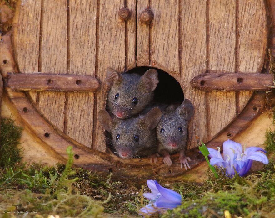 George the Mouse in a log pile house/facebook