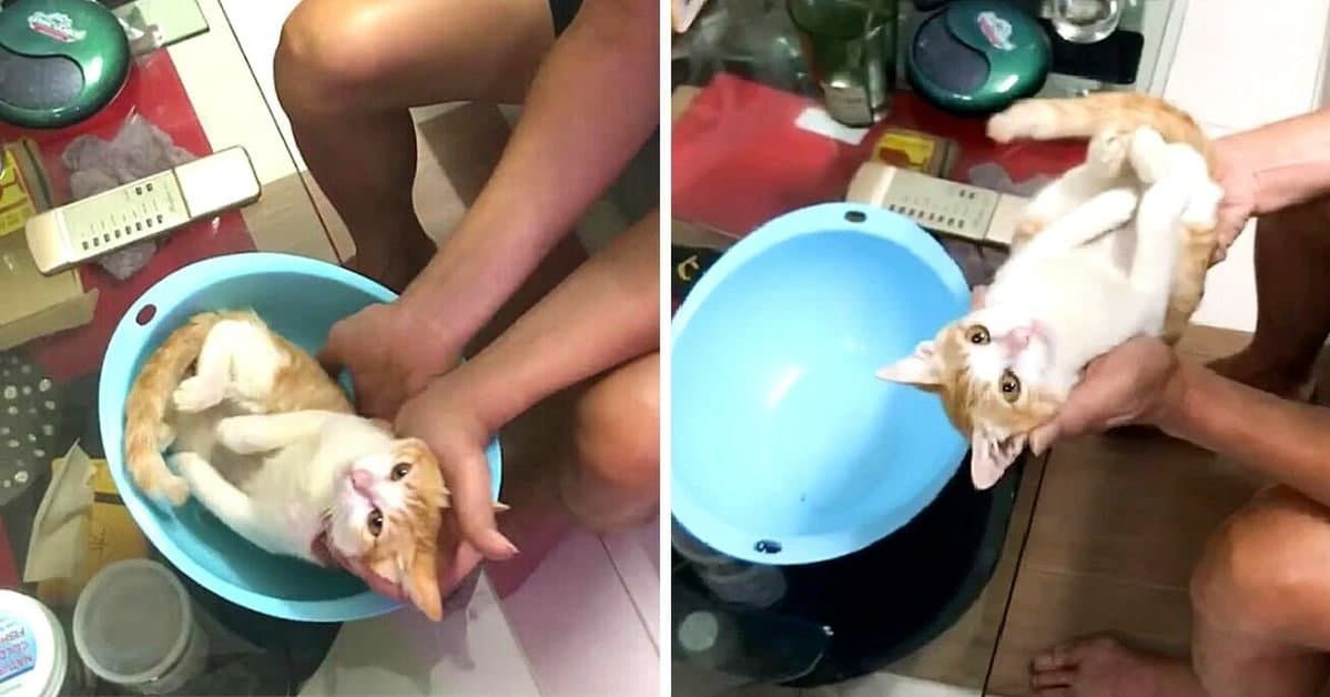 Future Grandfather Demonstrates to His Son How to Bathe a Tiny Baby. Family's Cat Acts as a Newborn.