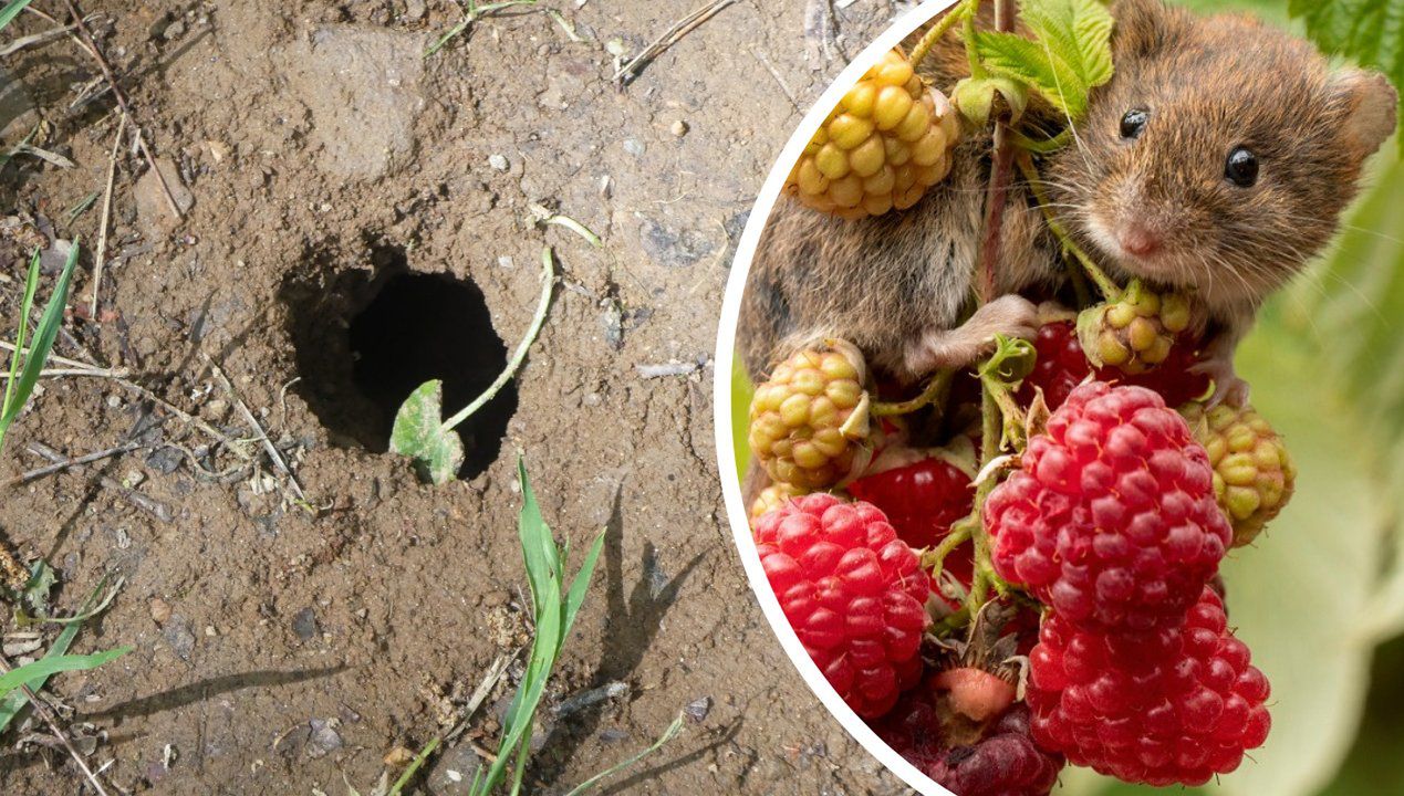 Poranną kawę rozlej w ogrodzie. Tak pozbędziesz się niechcianego gościa