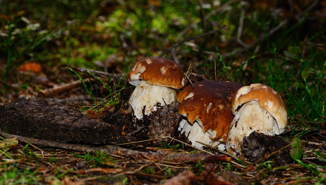 Jakich grzybów nie zbierać w lesie? fot. Freepik