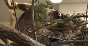 Dzień leniwców we wrocławskim zoo. “Są mistrzami oszczędzania energii”