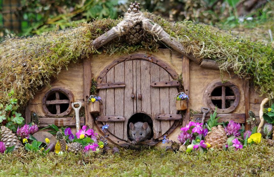 George the Mouse in a log pile house/facebook