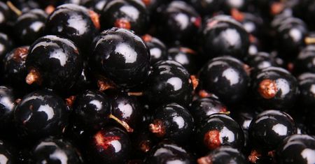 Są zdrowsze od cytryny. Przed laty rosły w każdym ogródku, dziś ich nie doceniamy