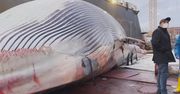 Martwy waleń u wybrzeży Neapolu. Jeden z największych, jakie widziano w Morzu Śródziemnym
