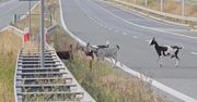 Zablokowany ruch na obwodnicy Ostrowa Wielkopolskiego. Po szosie biegały cztery kozy
