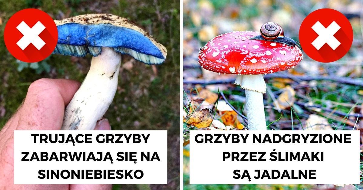 10 najczęściej powtarzanych mitów, które narosły wokół grzybów niczym leśna ściółka