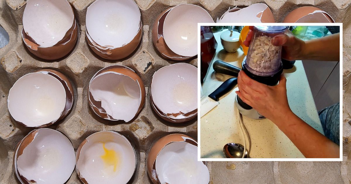 Nigdy nie wyrzucam skorupek po jajkach, zawsze miele je w blenderze. Patent działa cuda