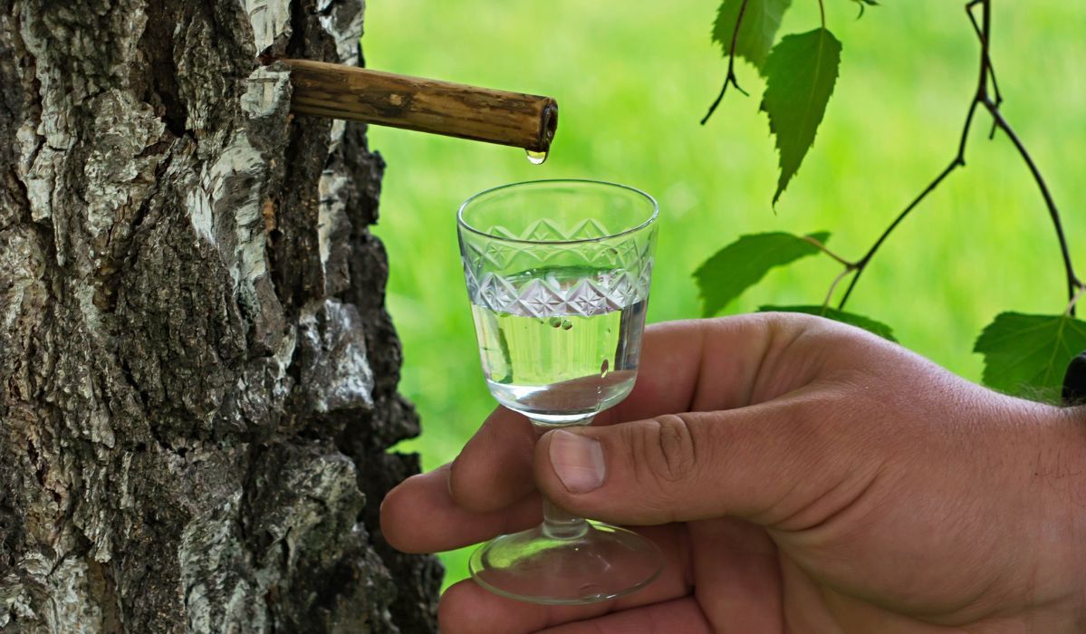 Zamiast do apteki, idź do lasu. Ten naturalny płyn zastępuje drogie suplementy diety i izotoniki