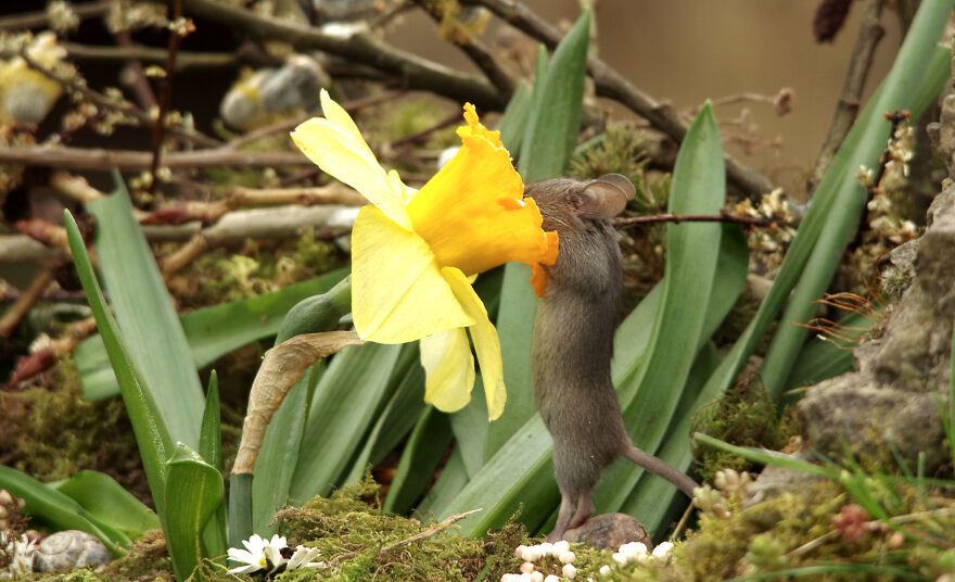 George the Mouse in a log pile house/facebook