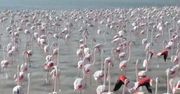 Spektakularne stado flamingów w Kazachstanie. Ptaki szykują się do migracji na zimę.