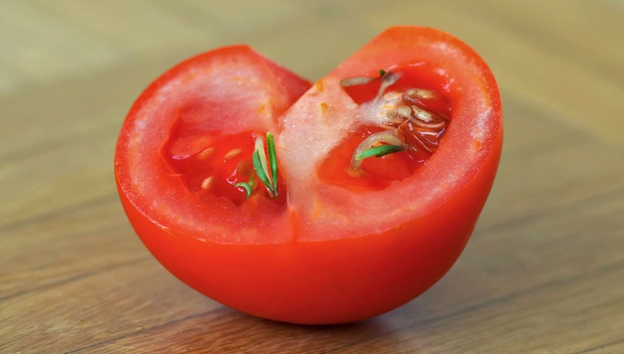 Czy można jeść pomidory z kiełkami w środku? Eksperci zabrali głos w tej sprawie