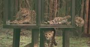 Nadanie imion gepardom z zoo w Gdańsku do wylicytowania na aukcji dla WOŚP