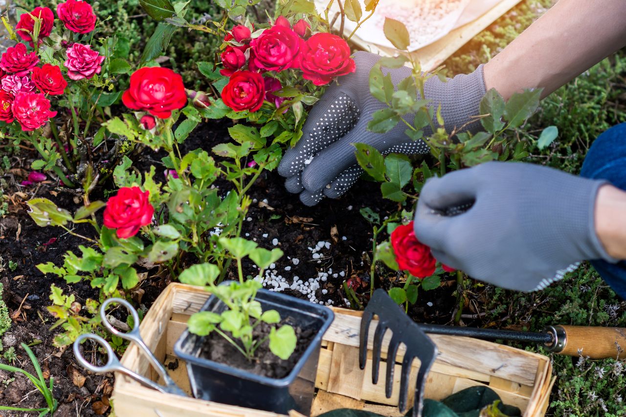 Woman hand in protective gloves is fertilizing bushes of red roses in the rockery, worker cares about flowers in the flower garden, floriculture and the flower planting concept