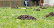Wsyp garść do każdego kopczyka kreta. Szkodnik szybko wyniesie się z ogródka