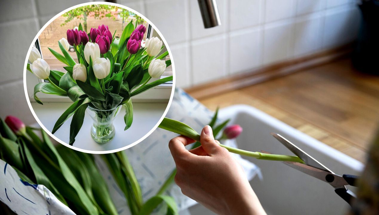 tulipany w wazonie opadają fot. getty images