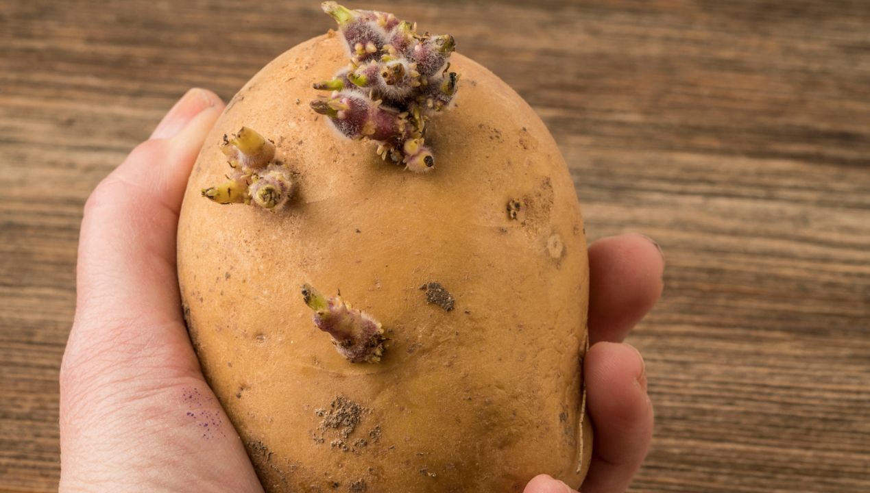czy można jeść kiełkujące ziemniaki? fot. Getty Images