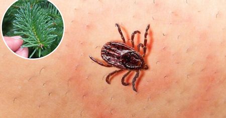 Naukowcy odkryli nowy sposób na kleszcze. Naturalny i zabójczo skuteczny