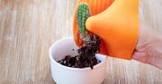 6 sposobów na bezpieczne przesadzanie kaktusów. Nie skończysz z kolcami w palcach