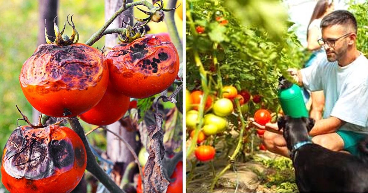 4 naturalne opryski na pomidory, które chronią je przed zarazą i szkodnikami