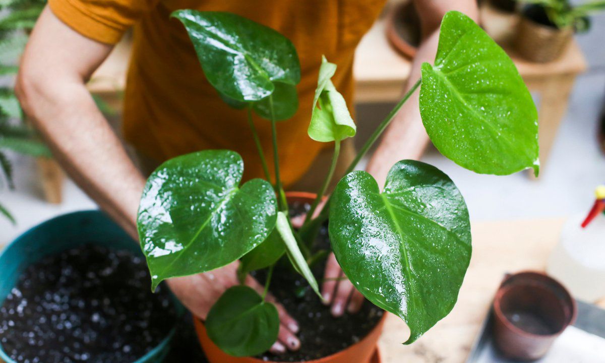 monstera nie ma dziur, fot. Getty Images