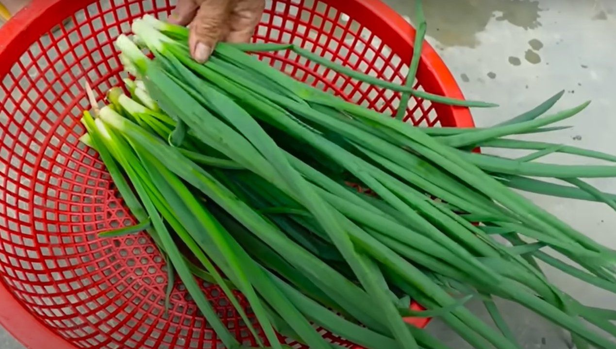 uprawa cebuli w butelkach, fot. YouTube/TEO Garden