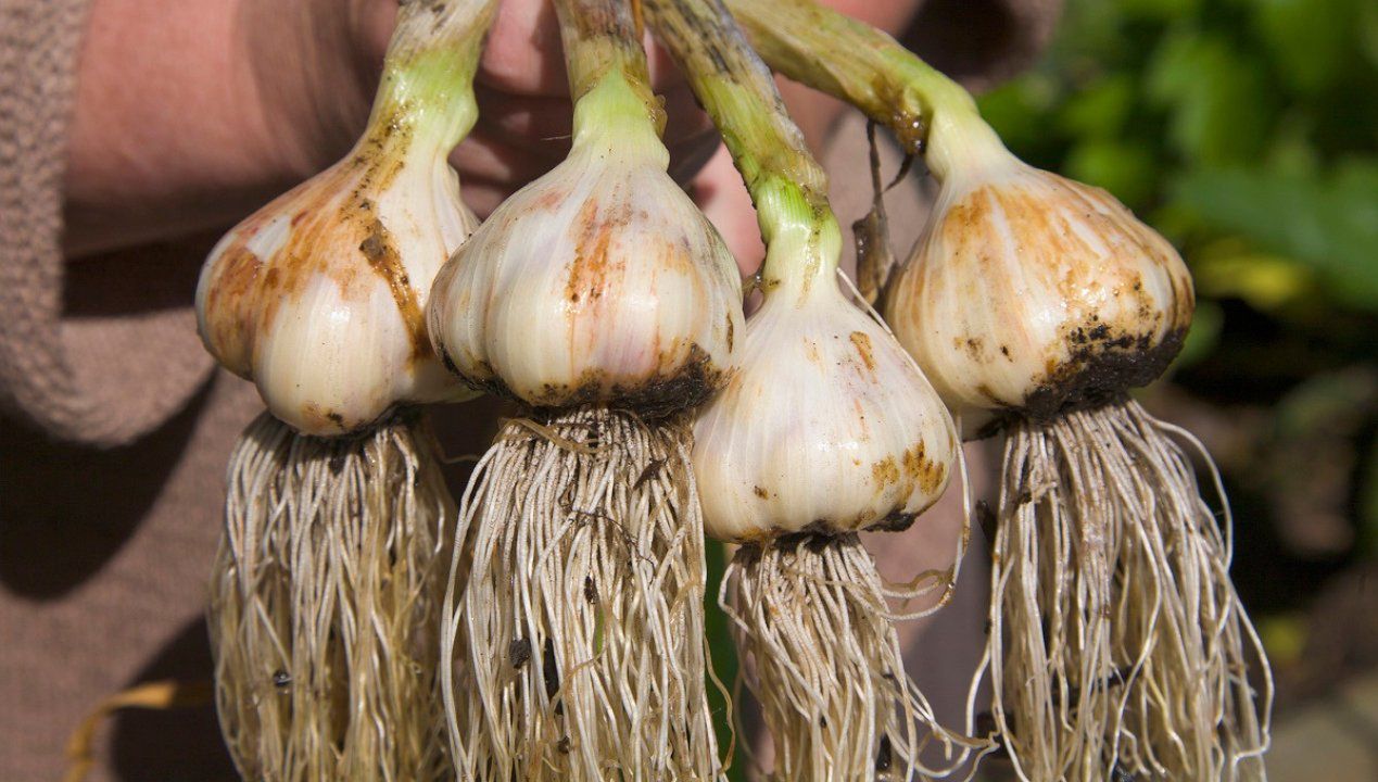 Dzięki 1 rzeczy czosnek będzie rósł jak na drożdżach! Główki będą gigantyczne i aromatyczne