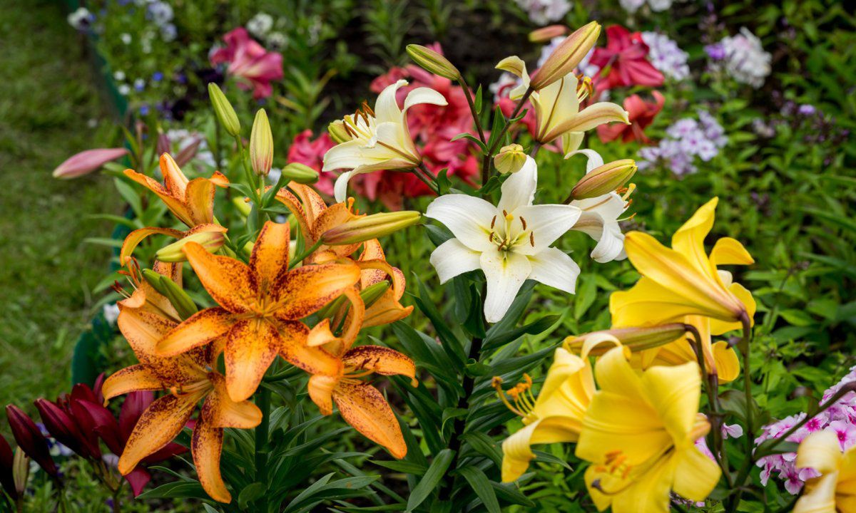 jak uprawiać lilie w ogrodzie, fot. Getty Images