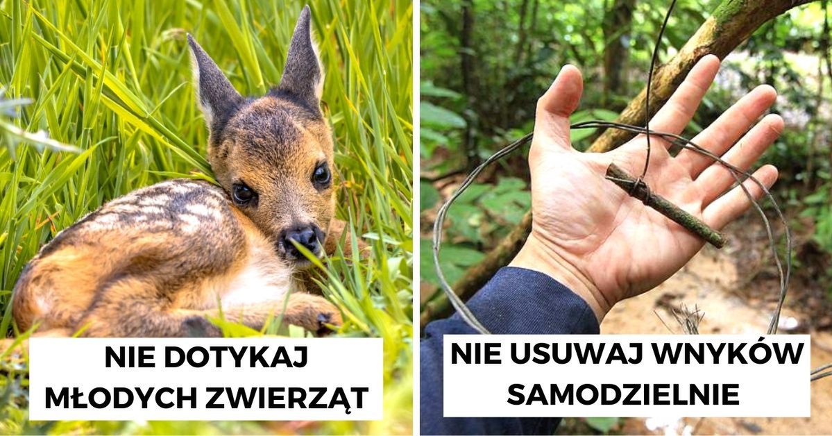 Bo dzik zawsze jest dziki. 7 kłopotliwych sytuacji, które mogą spotkać każdego podczas wędrówek po lesie