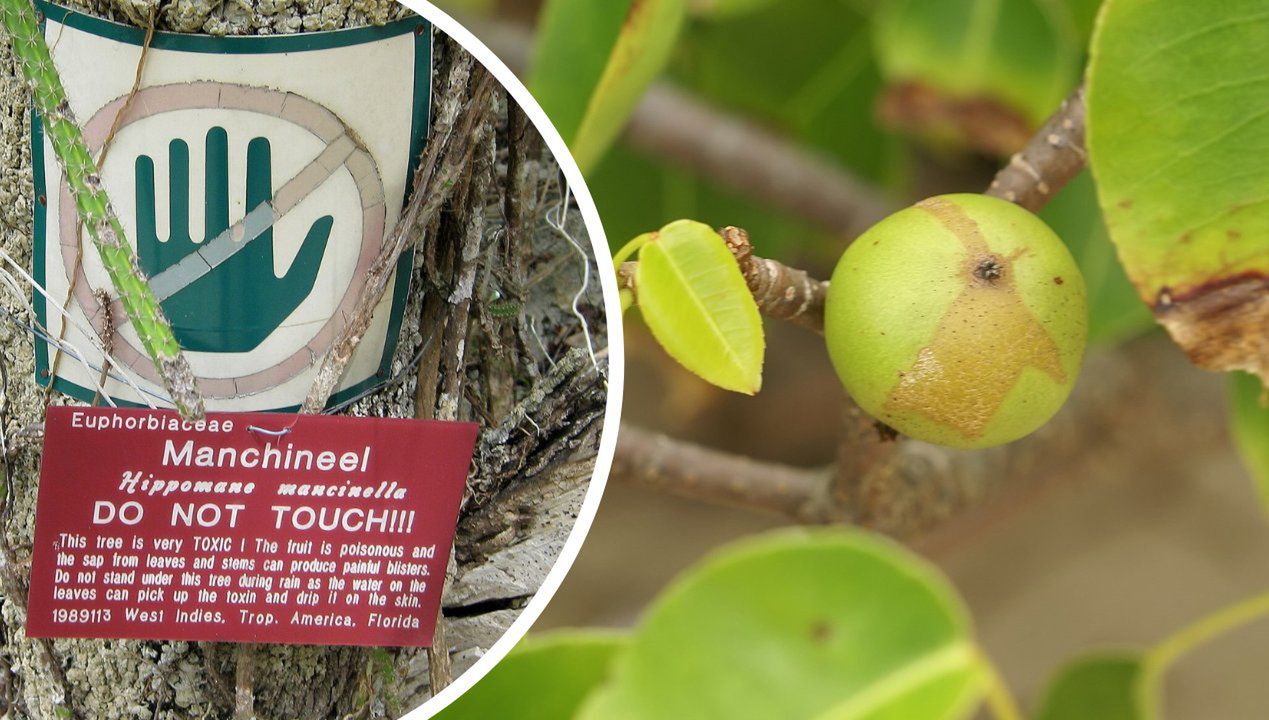 Manchineel to słynne drzewo śmierci. Fot. Wikimedia Commons