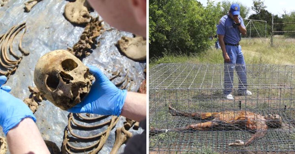 Na trupiej farmie zwłoki rozkładają się w imię nauki. To miejsce rodem z horroru