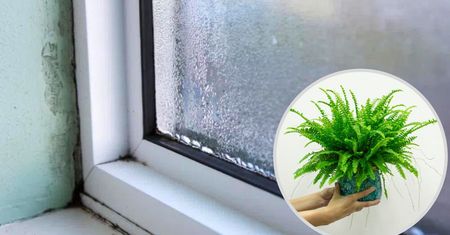 To naturalne pochłaniacze wilgoci, które skutecznie walczą z pleśnią w pomieszczeniach