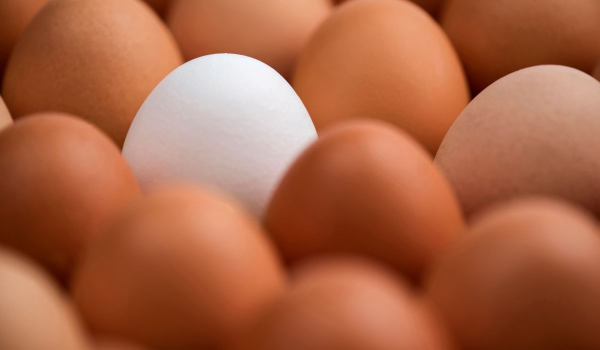 Dlaczego jajka mają różne kolory? - Pyszności; foto: Canva