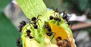 Biorę doniczkę i w ciągu 7 dni mrówki znikają z mojego ogrodu. Humanitarny patent