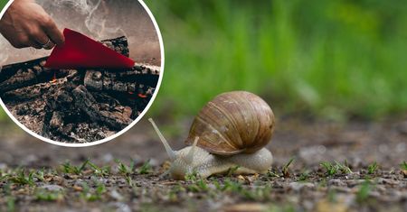 Już teraz zastaw te proste i ekologiczne pułapki na ślimaki. Dzięki temu nie wtargną one do Twojego ogrodu