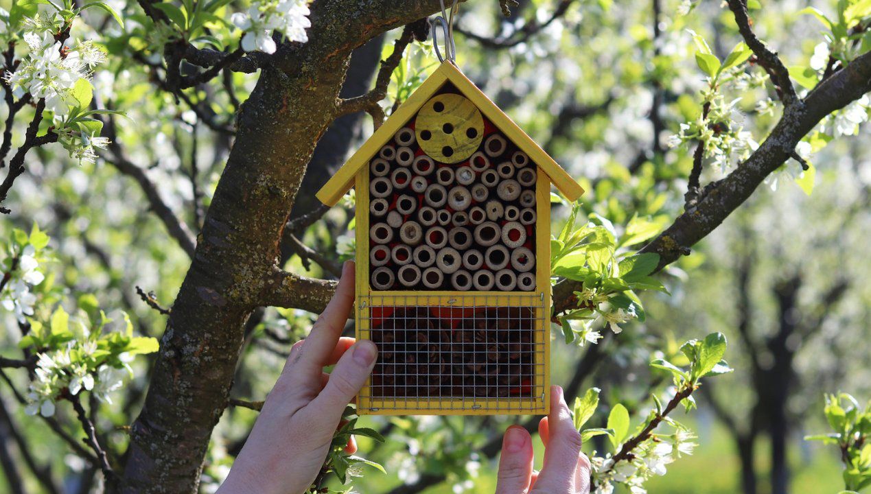 domki dla owadów, fot. getty Images