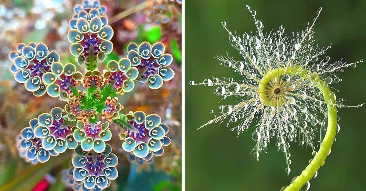 23 symetryczne rośliny, które udowadniają, że natura jest napisana językiem matematyki i harmonii
