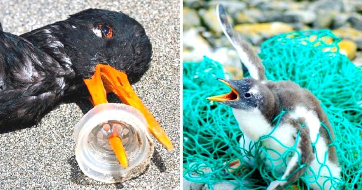 Po obejrzeniu tych zdjęć zaczniesz zbierać i segregować wszystko co można poddawać recyklingowi